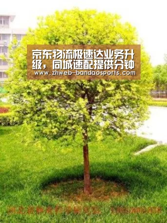 京东物流极速达业务升级,同城速配提供分钟级配送“半岛体育体育网”(图1) 半岛体育线上观看
